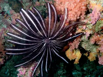 Noble Feather Star