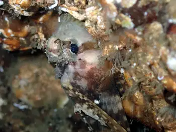 Sailfin Sculpin
