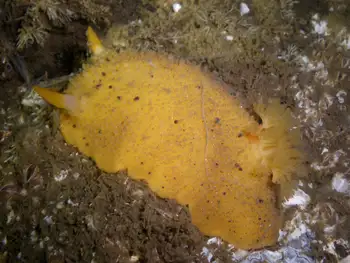 Monterey Sea Lemon
