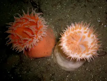 Painted Anemones