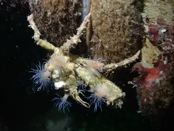 Sharp Nosed Crab