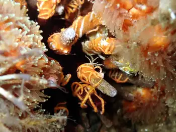 Epizoic Brittle Stars and Pacific Slate Pencil Urchin