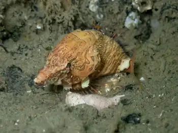 Grunt Sculpin