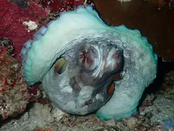 Indian Reef Octopus