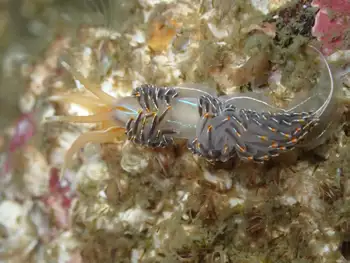 Opalescent Nudibranch