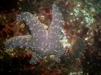 Ochre Star