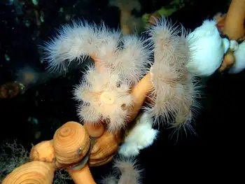Short Plumose Anemones