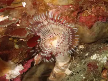 Red Trumpet Calcareous Tube Worm