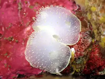 Yellow Margin Dorids