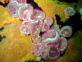 Anemones
