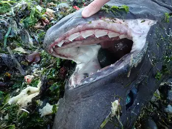 bluntnose sixgill shark