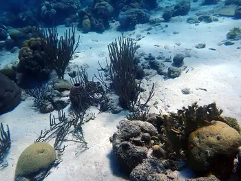 Coral