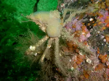 Graceful Decorator Crab