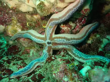 galapagos blue star