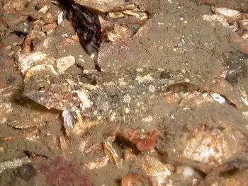 rock sole
