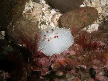 Nanaimo Nudibranch