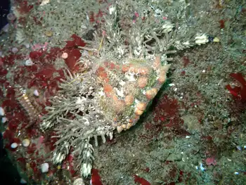 Heart Crab