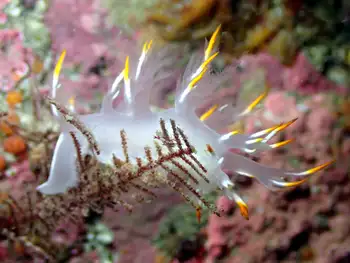 Multicolor Dendronotid