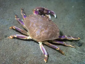 graceful crab