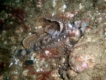 Sailfin Sculpin