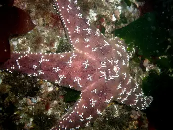 Ochre Star