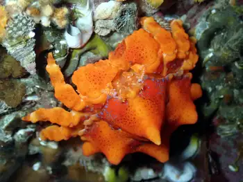 Juvenile Puget Sound King Crab