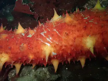 California Sea Cucumber