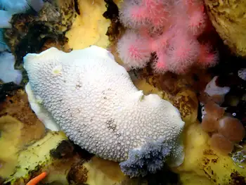 Freckled Pale Sea Lemon