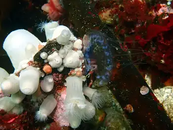 Anemones