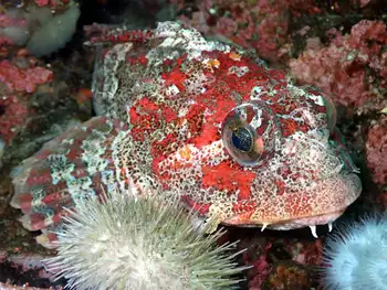 red irish lord sculpin