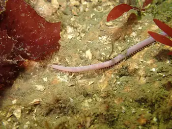 Sea Nymph