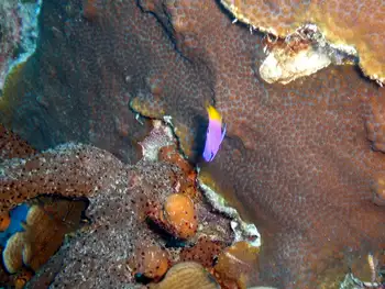 Royal Fairy Basslet