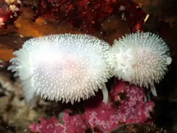 Pilose Dorids