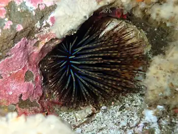 crowned sea urchin