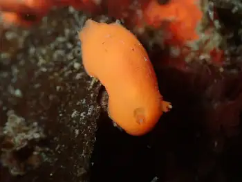 red sponge dorid