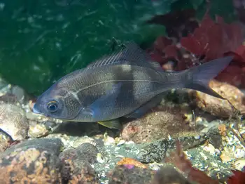 Pile Perch