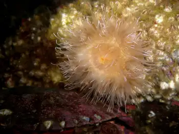 Tiny Orange Anemone