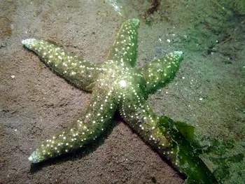 ochre star