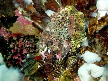 Buffalo Sculpin