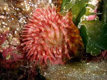 Painted Anemone