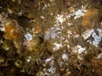 White Dendronotid
