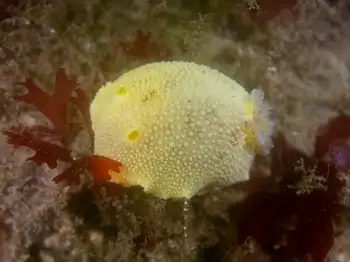 Noble Sea Lemon