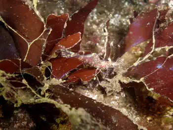 Kincaid Shrimp