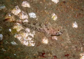 Common Acorn Barnacles