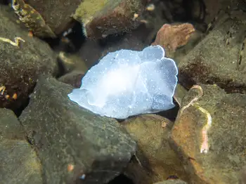 California Berthella