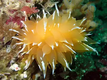 Golden Dirona Nudibranch