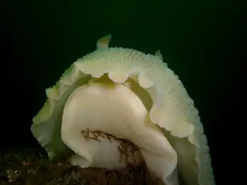 Hydroid