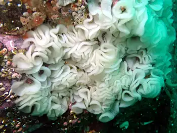 Eggs Barnacle Eating Nudibranch