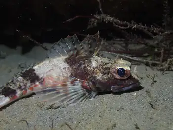 Roughback Sculpin