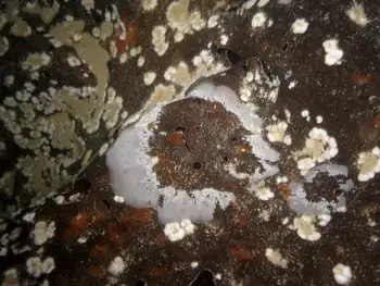 Coral Bryozoans
